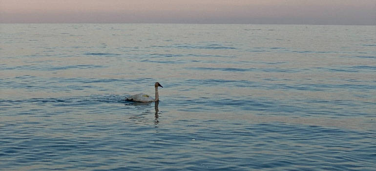 a swan in the lake 