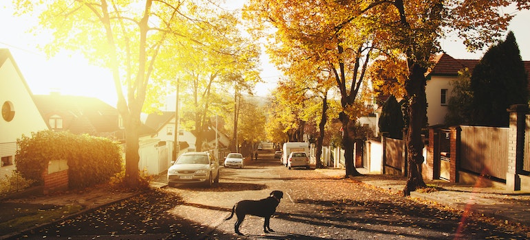 a dog standing on the street in of one the best places to live if you love fall weather